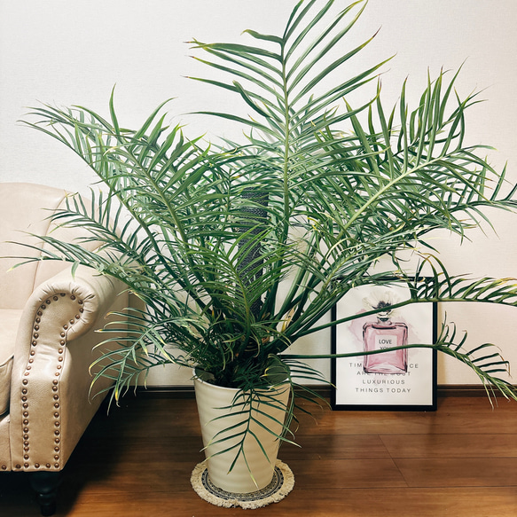 現品］大株！ フィロデンドロン トータム 10号 観葉植物 室内 大型