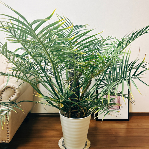 現品］大株！ フィロデンドロン トータム 10号 観葉植物 室内 大型