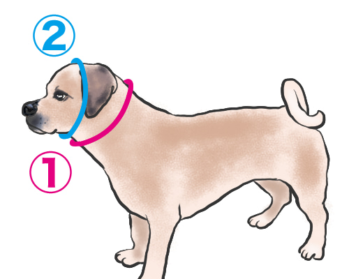 オーダーパラコードハーネス サイズの測り方 オーダーパラコードハーネス サイズの測り方