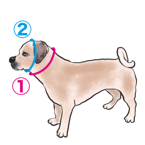 オーダーパラコードハーネス サイズの測り方 オーダーパラコードハーネス サイズの測り方 - メルカリ