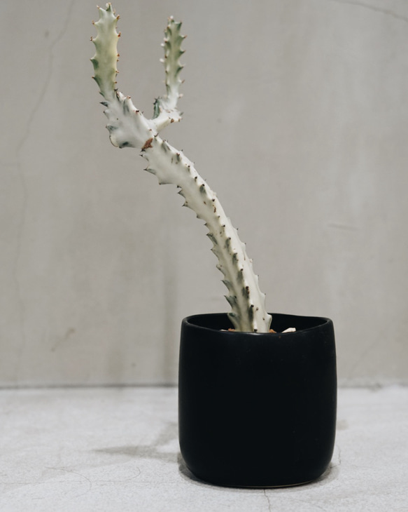 Euphorbia White Ghost ユーフォルビア・ホワイトゴースト 1枚目の画像