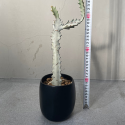 Euphorbia White Ghost ユーフォルビア・ホワイトゴースト 4枚目の画像