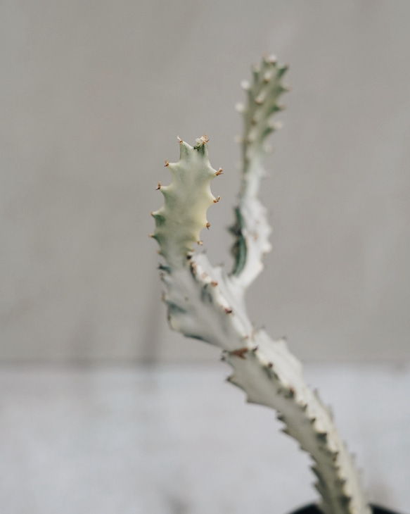 Euphorbia White Ghost ユーフォルビア・ホワイトゴースト 3枚目の画像