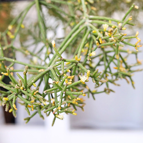 観葉植物 リプサリス プリスマティカ 6号吊り鉢 希少 多肉植物 観葉植物 リプサリス プリスマティカ 6号吊り鉢 希少 多肉植物