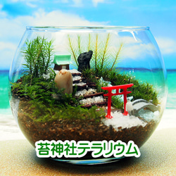 苔テラリウム　コレクション No.１ 苔神社【苔テラリウム・手作りキット一式】金魚鉢 テラリウム
