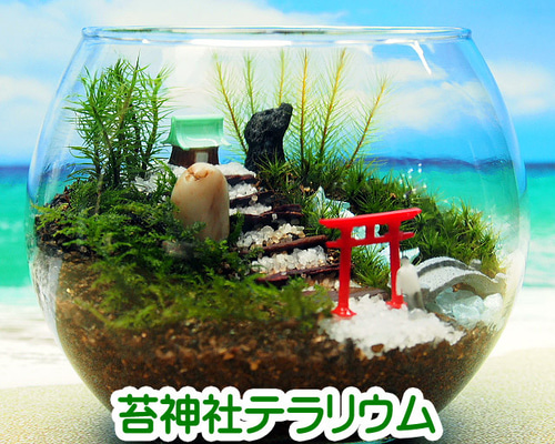 苔神社【苔テラリウム・手作りキット一式】金魚鉢 テラリウム