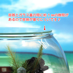 苔神社【苔テラリウム・手作りキット一式】金魚鉢 5枚目の画像