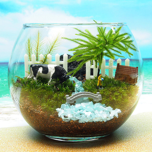 牧場【苔テラリウム・手作りキット一式】コウヤノマンネングサ