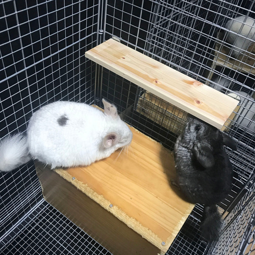 チンチラステップ、ソリ、お店　約37000円 チンチラステップ、ソリ、お店 約37000円