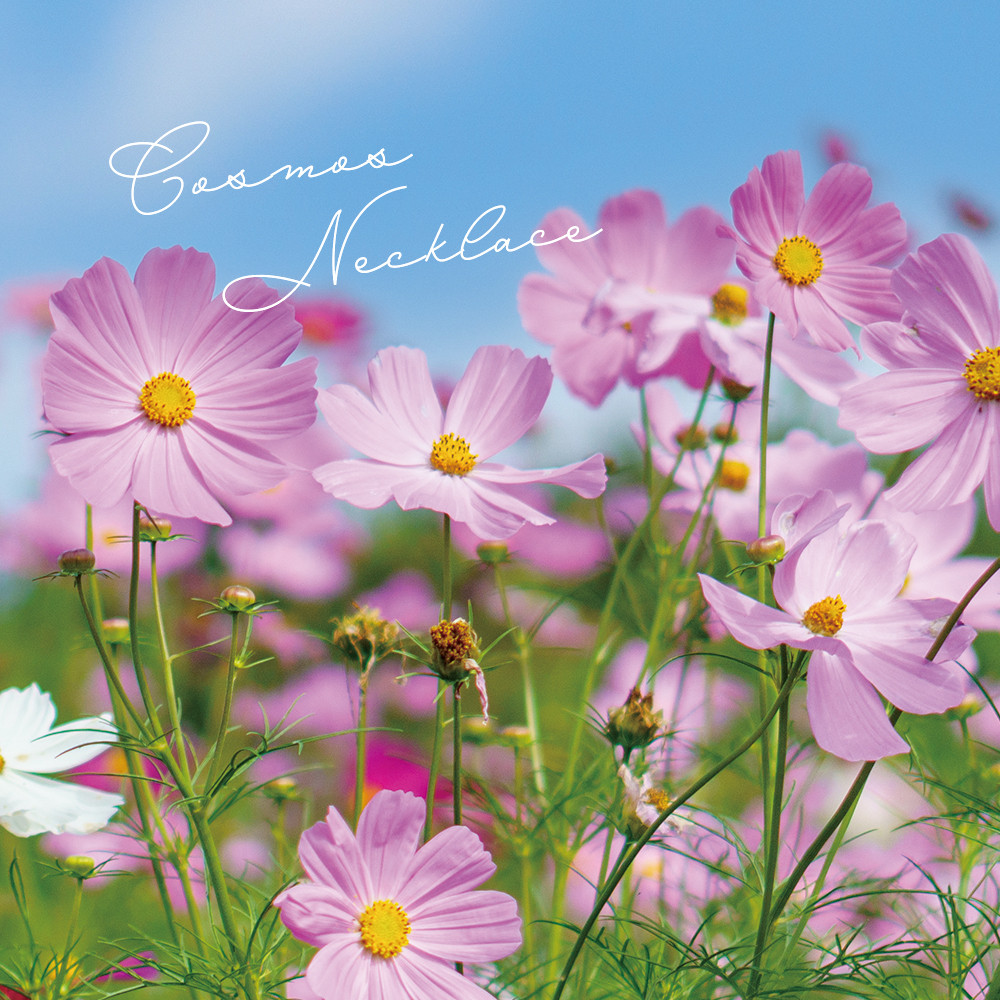 小さなコスモスとパールのピアス