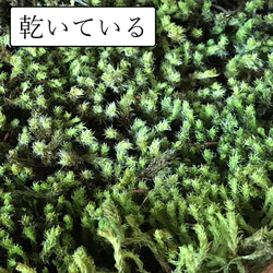 苔盆栽 のどかな里山 くらま岩鉢　家　ひとり セット 選べる スナゴケ 12枚目の画像
