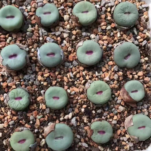 コノフィツム　大型pageae ポットごと（群生株) コノフィツム 大型pageae ポットごと（群生株) 2025年最新