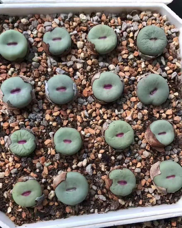 コノフィツム　大型pageae ポットごと（群生株) 多肉植物 コノフィツム pageae 大型種 1.4cm 抜き苗 1株 多肉
