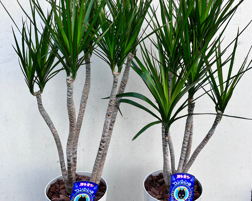 青年の木＊ドラセナ＊コンシンネ＊オシャレな仕立て＊観葉植物