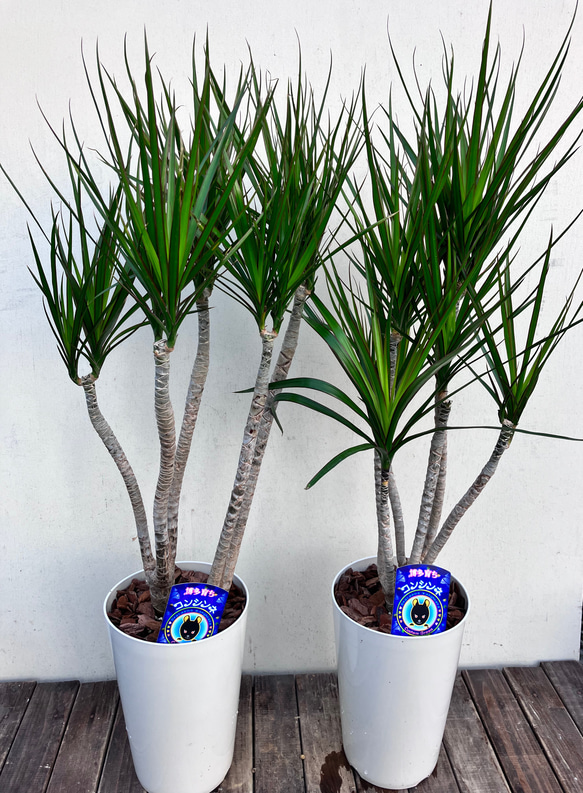 青年の木＊ドラセナ＊コンシンネ＊オシャレな仕立て＊観葉植物