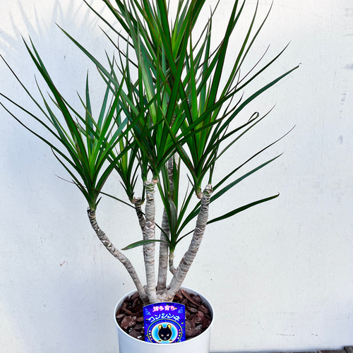 青年の木＊ドラセナ＊コンシンネ＊オシャレな仕立て＊観葉植物