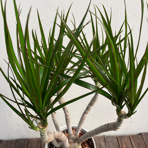 青年の木＊ドラセナ＊コンシンネ＊オシャレな仕立て＊観葉植物