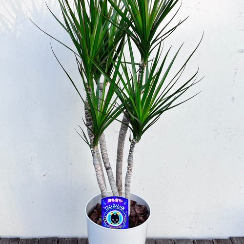 青年の木＊ドラセナ＊コンシンネ＊オシャレな仕立て＊観葉植物