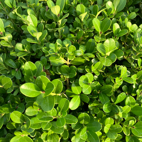 常緑樹 ツゲ ボックスウッド 超特大