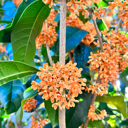 新入荷 多肉植物 ドロサンテマム 丸くてコロコロ 米粒 抜き苗 1株