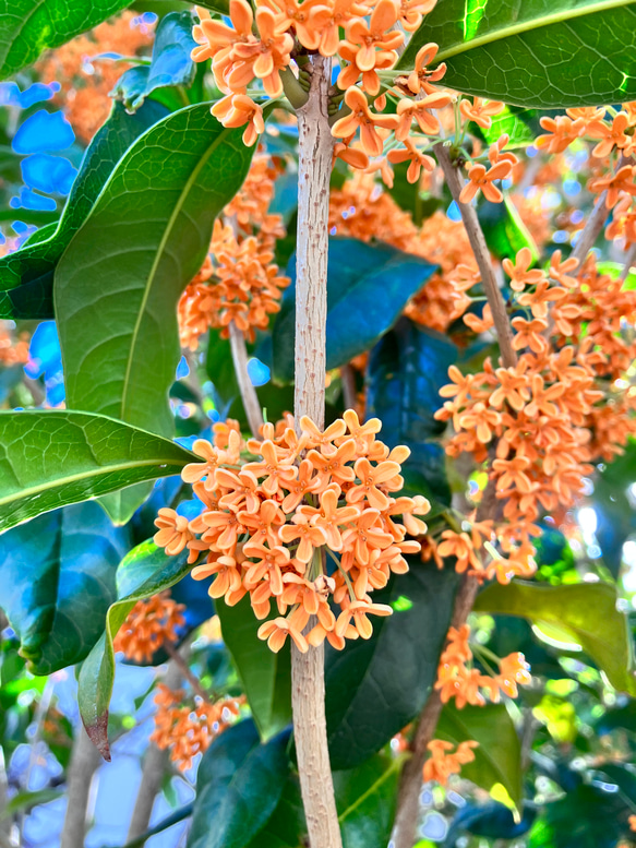 香りの木＊キンモクセイ＊金木犀＊常緑樹＊庭植え＊ガーデニング