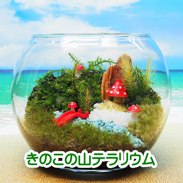 きのこの山【苔テラリウム・手作りキット一式】金魚鉢 テラリウム 工房