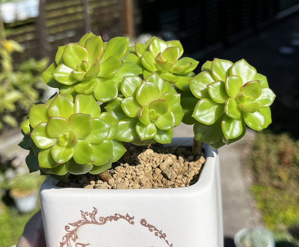 SOLD マジックジャムゴールド 群生 厳選韓国苗 ネームタグ付き 多肉  