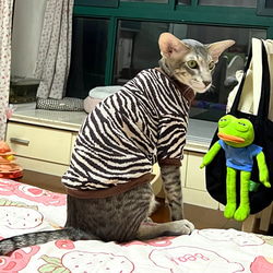 猫服 ペット服 ネコ ストライプ猫ニットセーター スフィンクス 3色 暖かい 厚手 格好いい 防寒 冬 デボンレックス 2枚目の画像