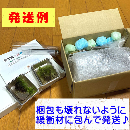 苔神社【苔テラリウム・手作りキット一式】キャニスター テラリウム