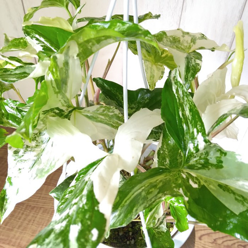 マーブル鉢M|おしゃれなフェイクグリーン・人工観葉植物通販