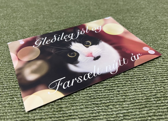 アイスランドの猫のクリスマスカード 1枚目の画像