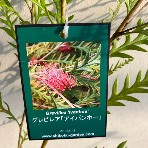 ドライフラワー ❇️グレビレアアイバンホー❣️ ドライフラワー］グレビレア アイバンホー商品ページ - 土と風の