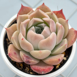 霜椿×ざわわ おらいさん苗 青札 多肉植物 多肉植物 kanomarihome 通販