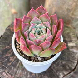 ヒアリナラパス×コロラータ 多肉植物 多肉植物 kanomarihome 通販