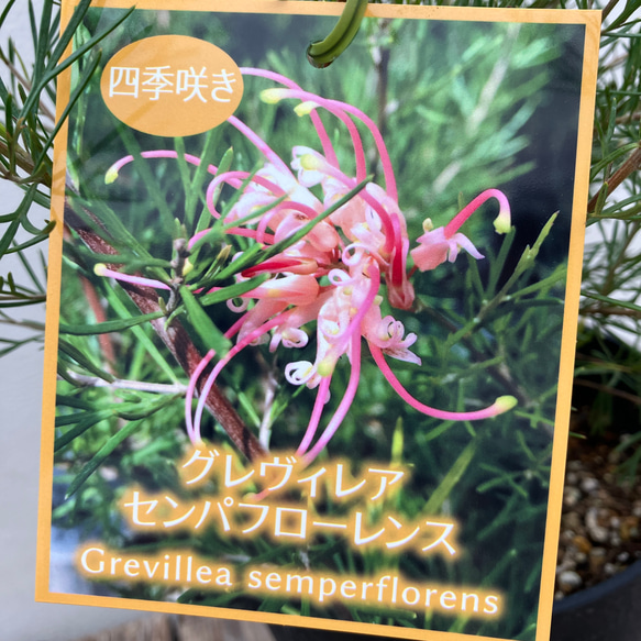 常緑樹＊グレビレア＊センパフローレンス＊シンボルツリー
