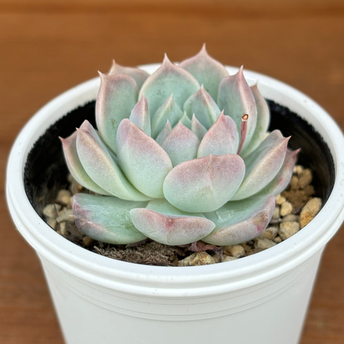 ファントムオブピンク 多肉植物 多肉植物 kanomarihome 通販 16695603