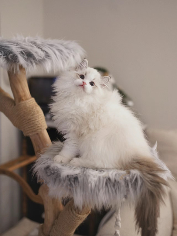【雲にのる】無垢材キャットタワー猫の揺りかご　北欧風 木製 天然木 ペット家具（翌日発送可能） 10枚目の画像