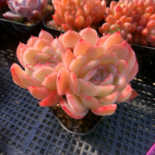 668.多肉植物 エケベリア属 ストロベリーアイス（群）美苗 人気 抜き苗