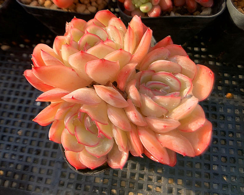 No.348 ❁ストロベリーアイス❁ 抜き苗 多肉植物 寄せ植え No.348 ❁ストロベリーアイス❁ 抜き苗 多肉植物 寄せ植え No.7