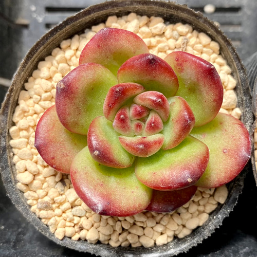 H*e様 N638 ロリータ 48株 多肉植物 抜き苗 エケベリア 韓国苗 サボ