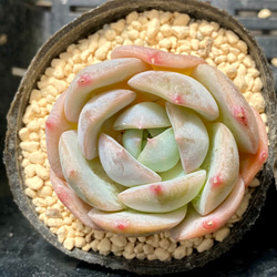 オウンスロー☆エケベリア☆多肉植物 その他素材 プクニク 通販