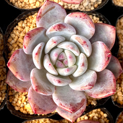 レッドストーン　エケベリア　韓国苗　多肉植物 1枚目の画像