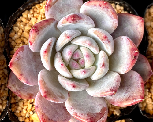 504c716bcca808a0ec5933709fe372