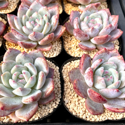 レッドストーン　エケベリア　韓国苗　多肉植物 2枚目の画像