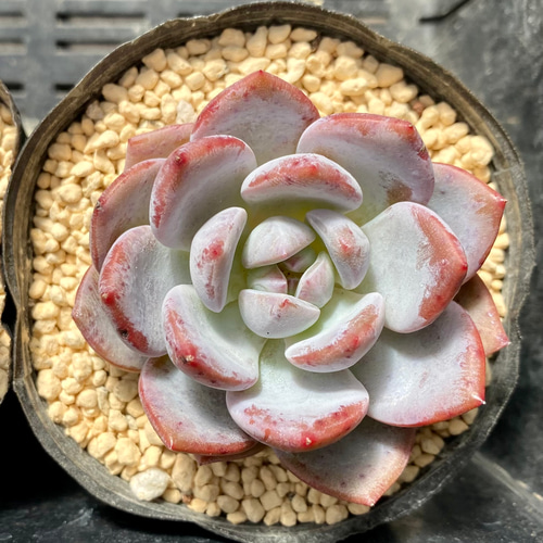 レッドストーン エケベリア 韓国苗 多肉植物 多肉植物 プクニク