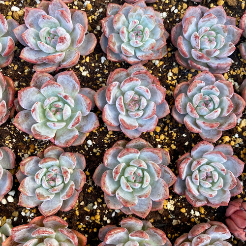 レッドストーン エケベリア 韓国苗 多肉植物 多肉植物 プクニク 通販