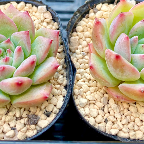 マリア錦◎多肉植物 カット苗 韓国苗 エケベリア等 黄金マリア綴化 多肉植物 激レア エケベリア 超美苗 大苗 大株 韓国苗