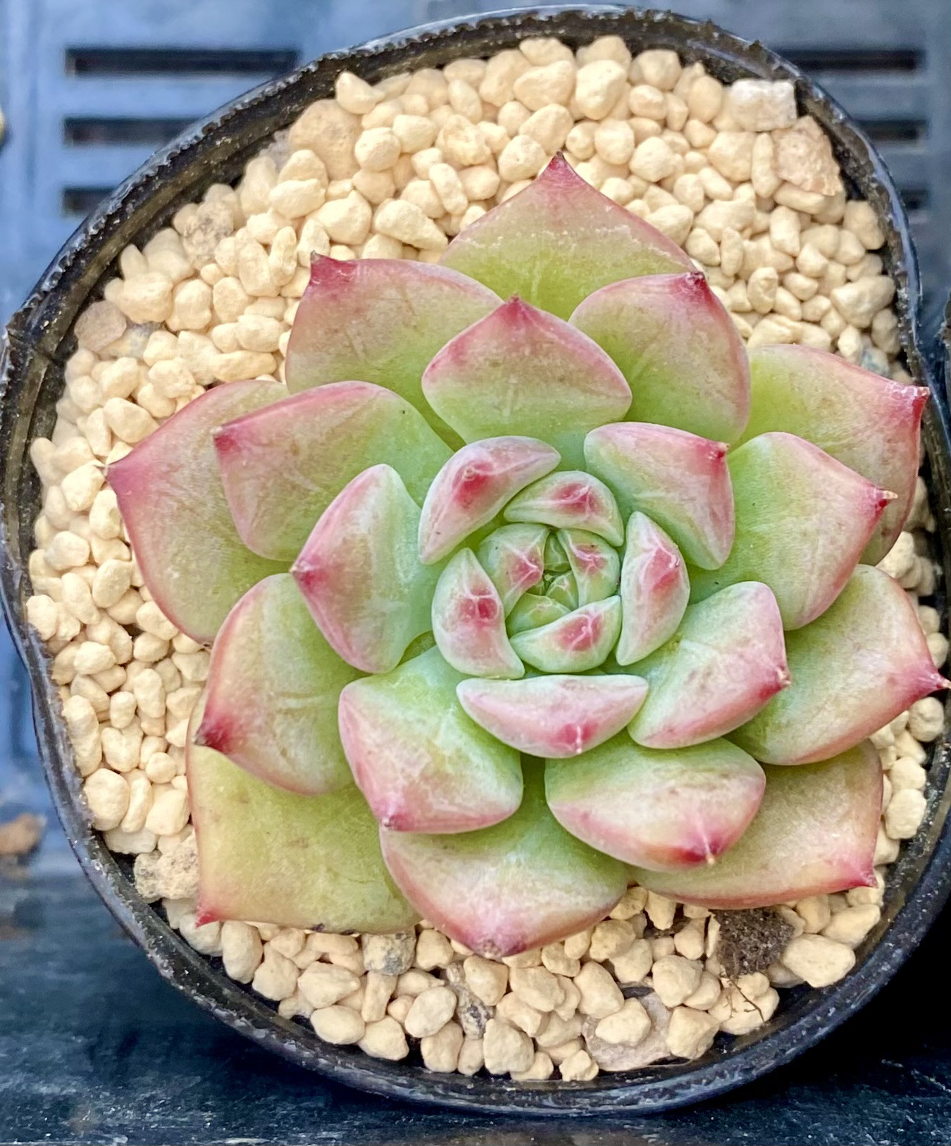 売約済♡多肉植物 韓国苗 アリエル 売約済♡多肉植物 韓国苗 アリエル