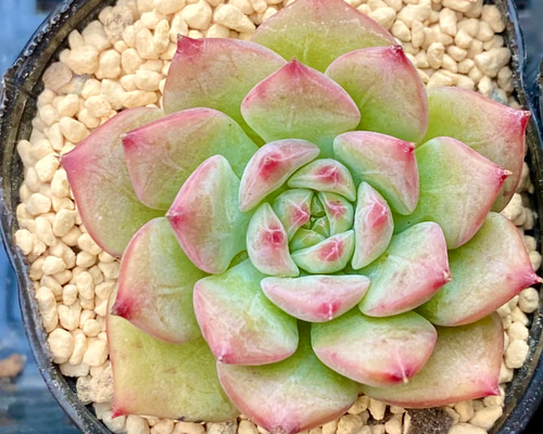 マリア錦◎多肉植物 カット苗 韓国苗 エケベリア等 07a0b17ccb24b23141885aaf2b7ef2