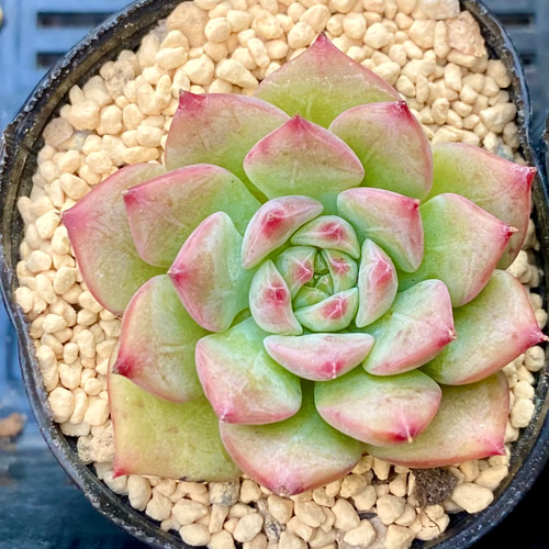 多肉植物 韓国苗 エケベリアmix苗 ゆうパック発送 1セットのみ‼️ tanikutoha_set-ko05